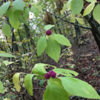 More wild berries found along the way!