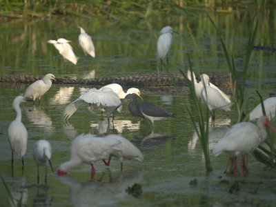 Birds and a big alligator.