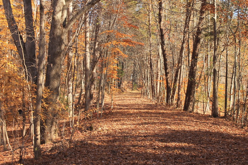 The trail quietly winds through Alexander's Ford