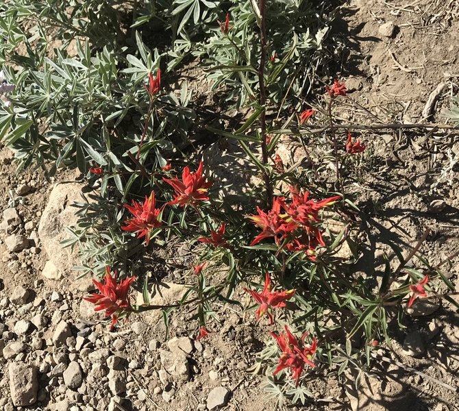 Scarlet Paintbrush