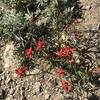 Scarlet Paintbrush