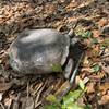 Gopher Tortoise