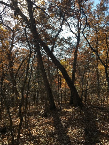 The fall colors are definitely abundant in November!