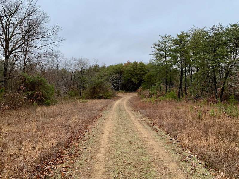 Looking north from the Pine Barrens Trail.