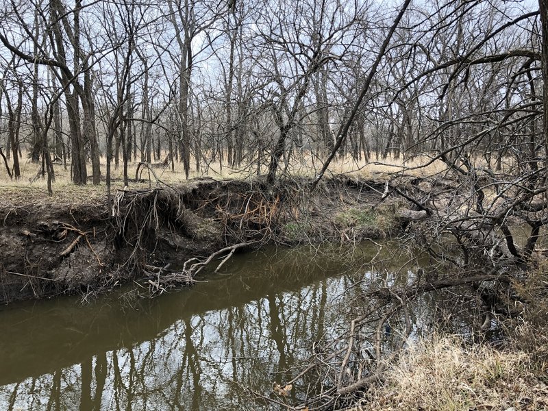 Root systems are pretty easy to examine along the Cowskin Creek.