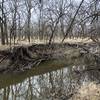 Root systems are pretty easy to examine along the Cowskin Creek.