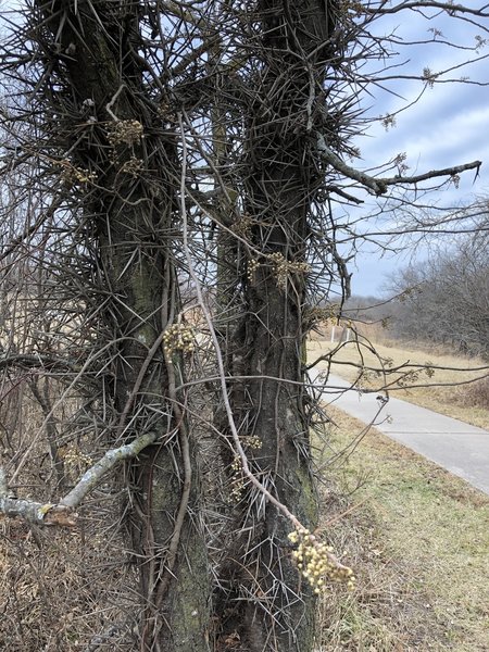 A little closer view of that thorny, poison ivy covered, monstrosity!