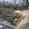 More downed trees along the creek.