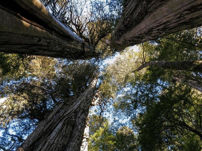 Thousand year old Alerce trees