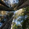 Thousand year old Alerce trees