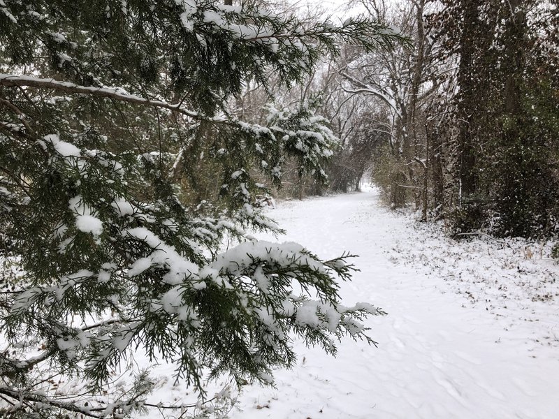 There were lots of animal tracks today, many deer and opossum from what I could tell