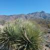 View of the Franklin Mountains in the winter.