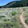 Nice singletrack through the sage.