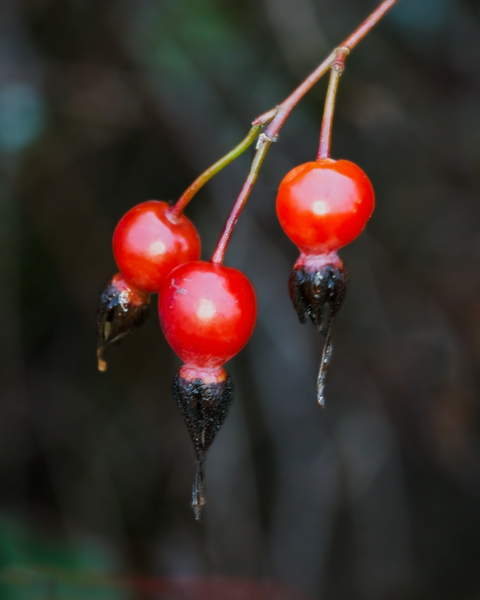 The first day of Winter has come, most flowers have wilted away, but some berries are holding on.