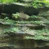 Plants clinging to rock ledges