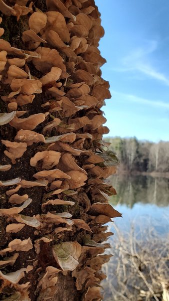 Mushrooms on tree