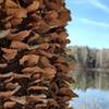 Mushrooms on tree