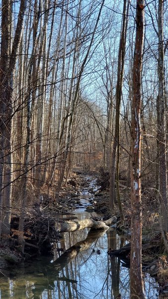 Creek through the woods.