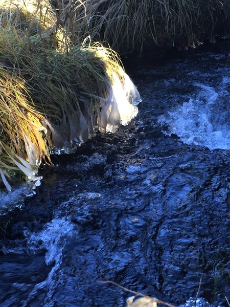 Ice forming on the grass along the stream's edge.