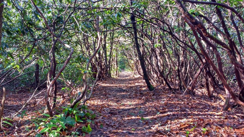 Rhododendron tunnel.