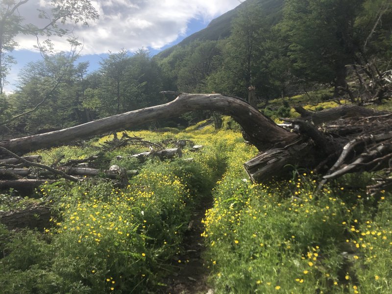 Fallen tree over trail, mile 2.