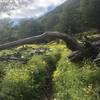 Fallen tree over trail, mile 2.