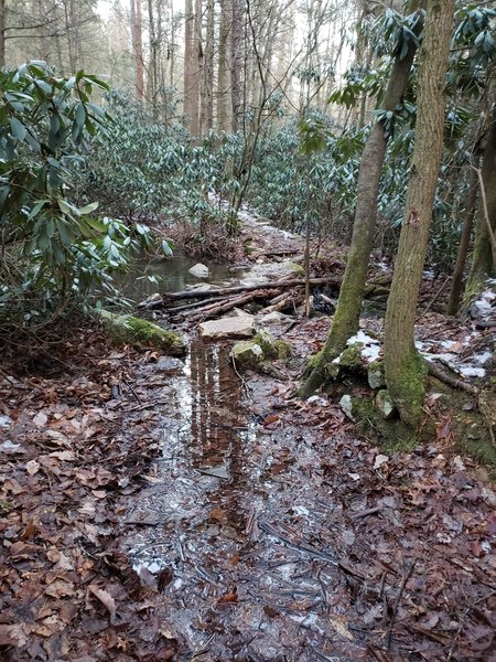 Near start of trail, you cross creek on pile of stable rocks and there was wood lodged on rockpile, no blaze indicates trail goes across creek here