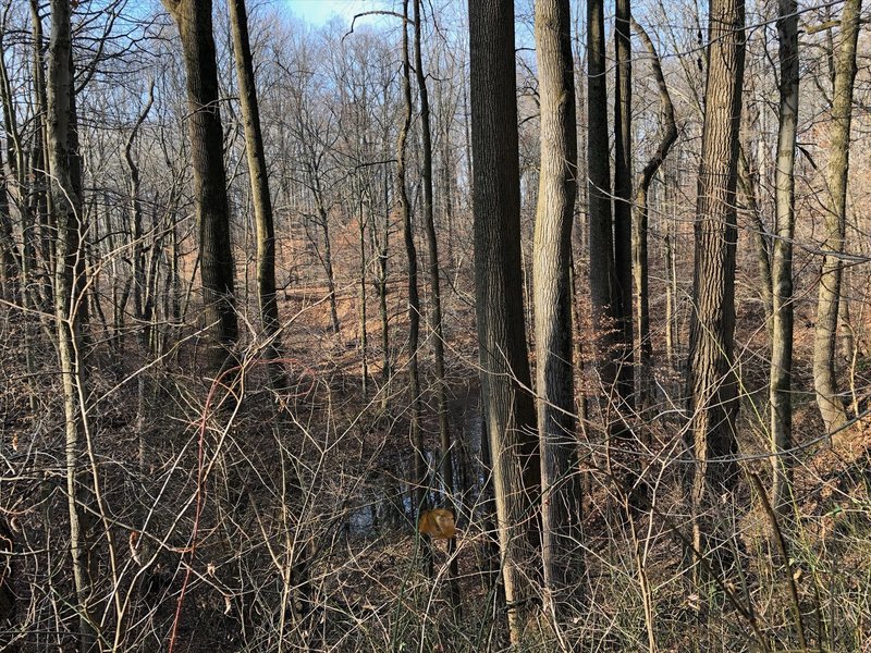 A pond in Iron Hill Park