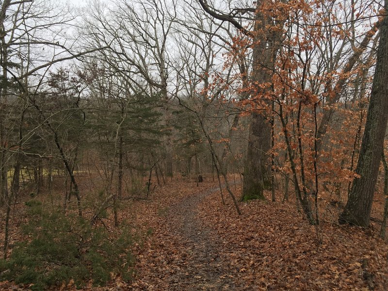 Weaving through the forest!