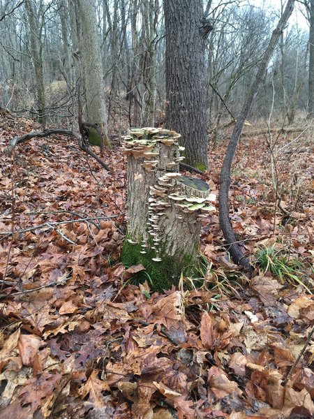 Fungus along the trail!