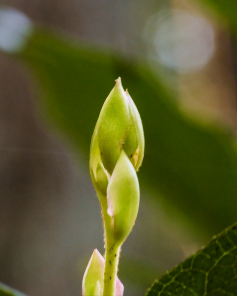 Even with recent freezing weather, some plants continue to develop.