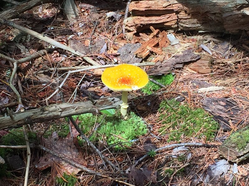 Yellow-dust Amanita - Amanita flavoconia