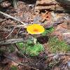 Yellow-dust Amanita - Amanita flavoconia