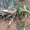 Fairy House alongside trail.