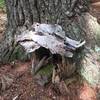 Fairy House alongside trail