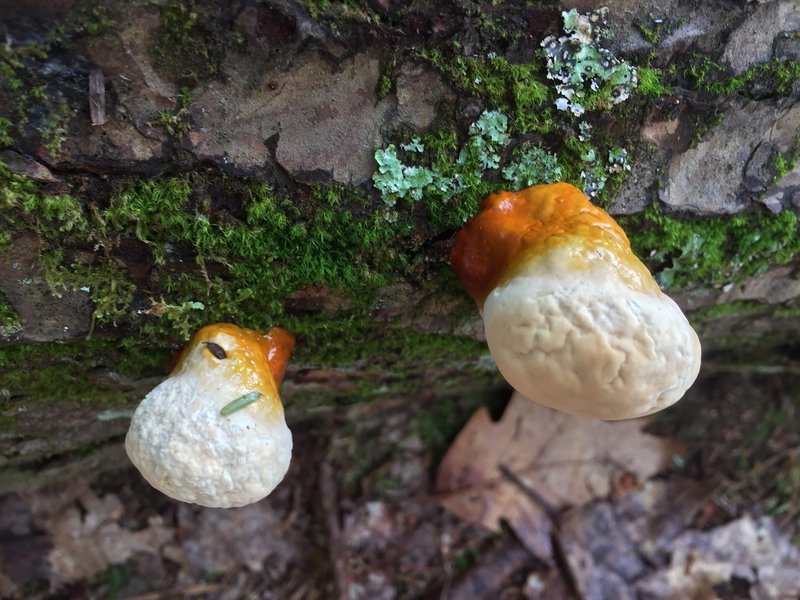 Unknown mushroom fruiting body.