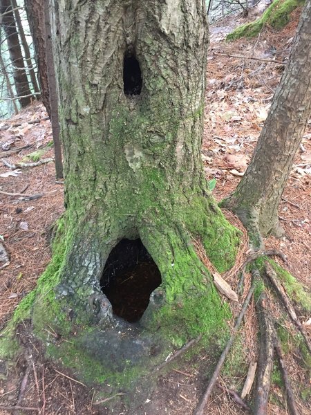 Tree hollows