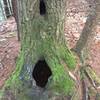 Tree hollows