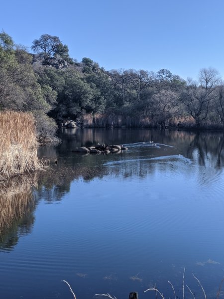 A bouldery pond popular with waterfowl