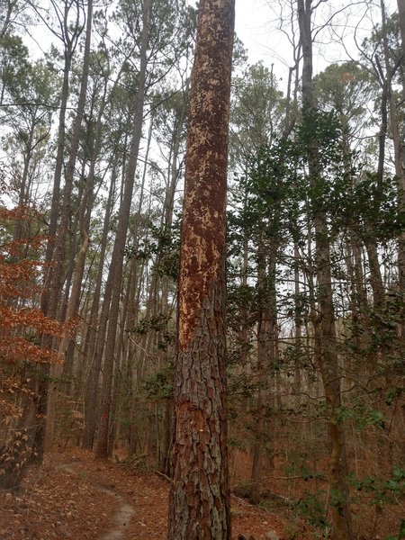 Tall pine with bark scraped off! Insect damage?