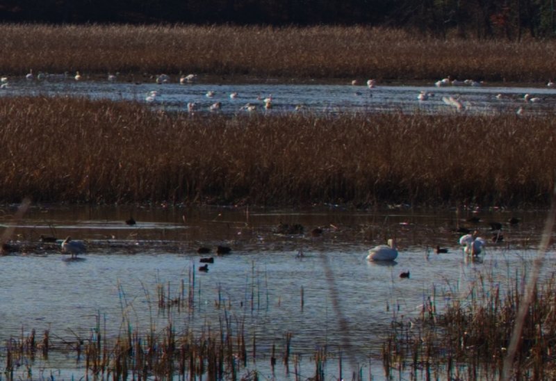 See migrating Tundra Swans from the viewing platform during winter.