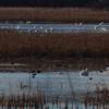 See migrating Tundra Swans from the viewing platform during winter.