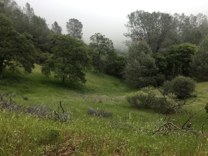 A wonderful foggy day exploring the trails near Foresthill.