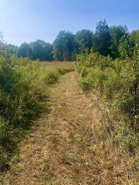 Grassy trail through the meadow