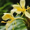 Akaka Falls State Park, Pepeekeo (504237)