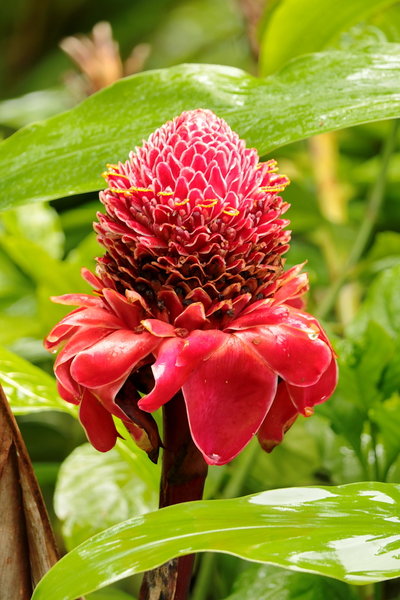 Akaka Falls State Park, Pepeekeo (504239)