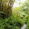 Akaka Falls State Park, Pepeekeo (504219)