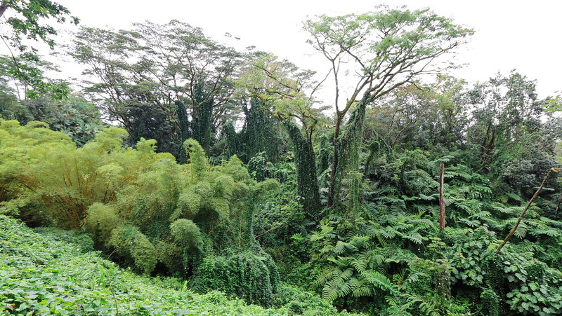 Akaka Falls State Park, Pepeekeo (504215)