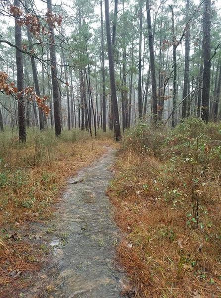 Lone Star Hiking Trail Section 1 Little Lake Creek Wilderness Near Mile Marker 1 Flowing Water on the Trail During Rain 06 January 2019