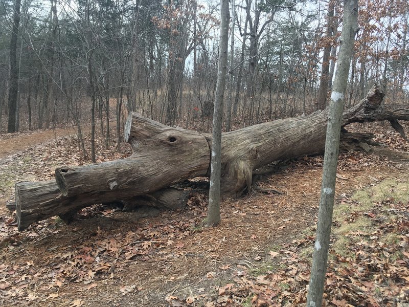 This downed tree just off trail was about the most interesting sight along this trail.